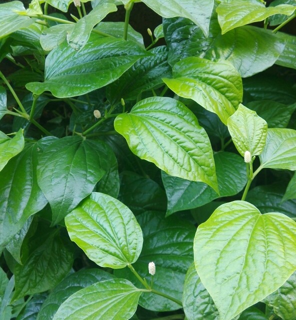 广西田东福兰钓鱼群