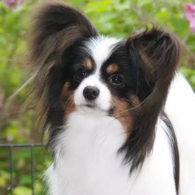 北京宠物流浪猫狗领养